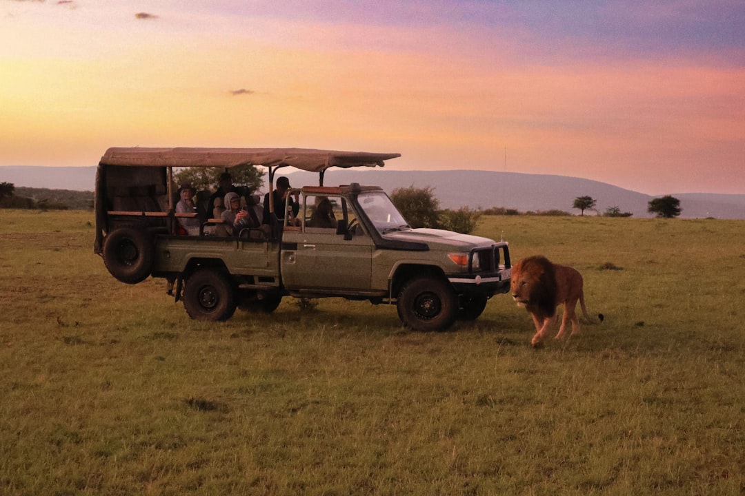 Lion by jeep on safari